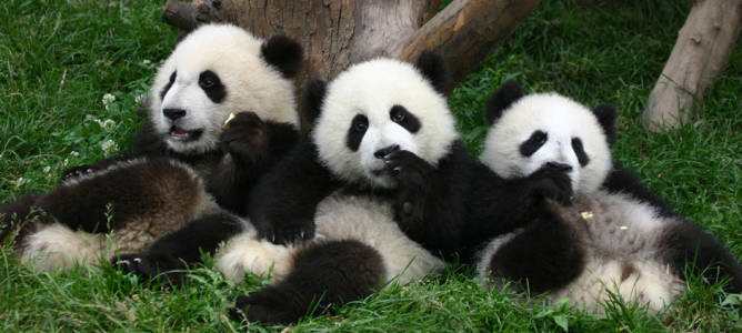 China Giant Panda 2