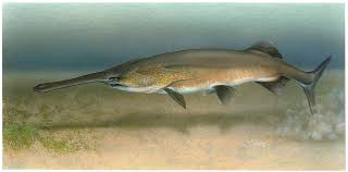 China Paddlefish